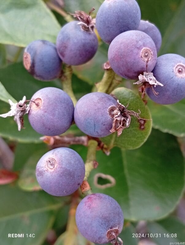 Xiaomi Redmi 14C カメラ Xiaomi Redmi 14C でマクロ撮影した風景写真