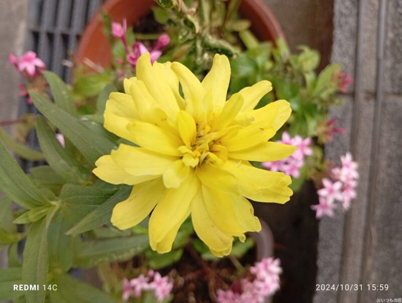 Xiaomi Redmi 14C カメラ Xiaomi Redmi 14C でマクロ撮影した風景写真