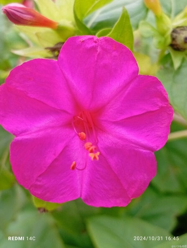 Xiaomi Redmi 14C カメラ Xiaomi Redmi 14C でマクロ撮影した風景写真