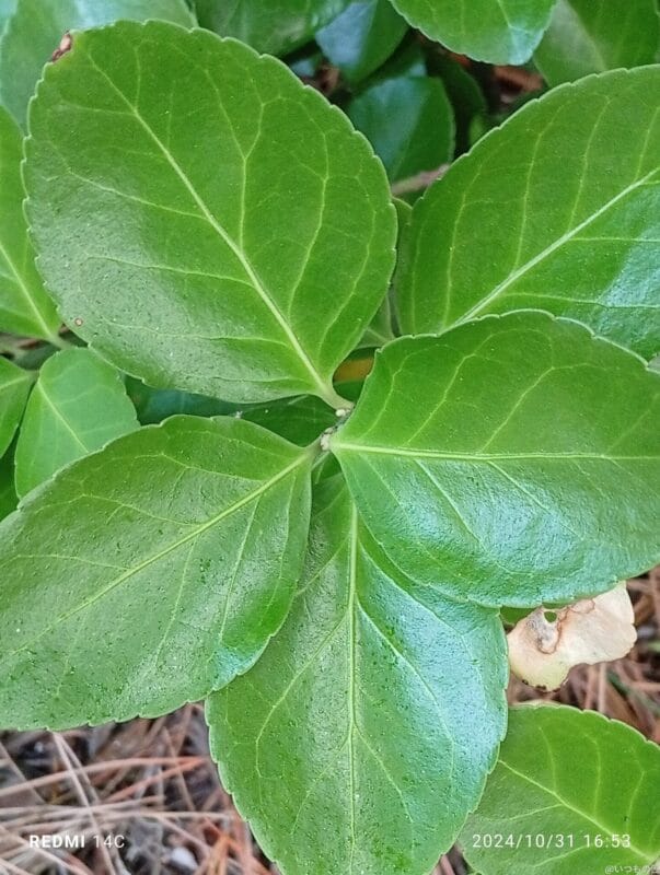 xiaomi redmi 14c でマクロ撮影した風景写真 | モバイル比較レビュー.jp Xiaomi Redmi 14C カメラ Xiaomi Redmi 14C でマクロ撮影した風景写真