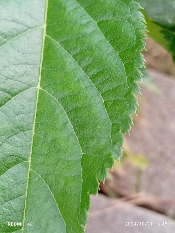 Xiaomi Redmi 14C カメラ Xiaomi Redmi 14C でマクロ撮影した風景写真