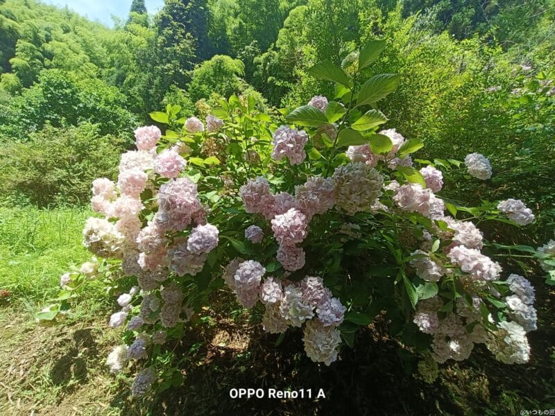 oppo reno11 a で撮影した風景写真 | モバイル比較レビュー.jp OPPO Reno11 A レビュー OPPO Reno11 A で撮影した風景写真