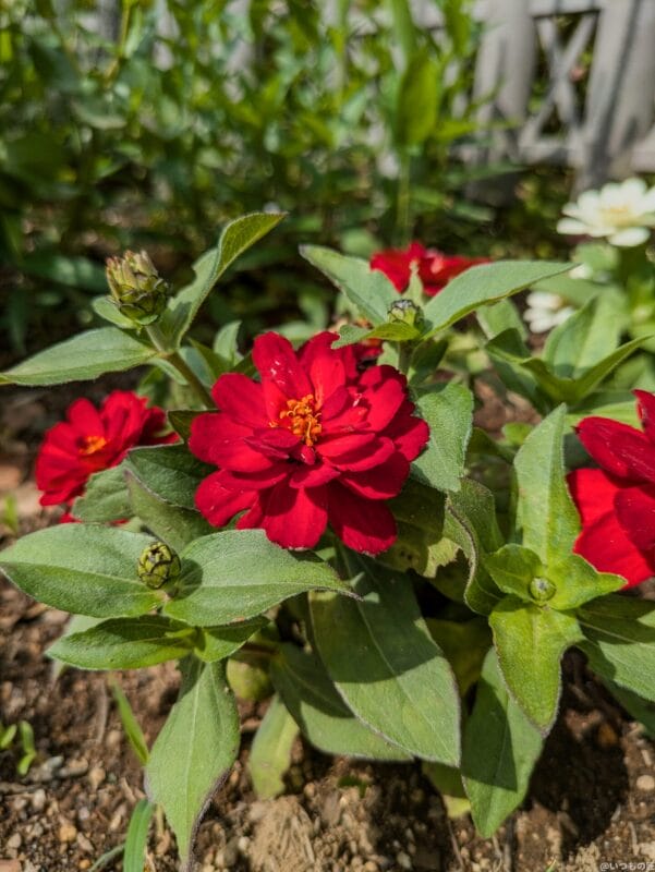 google pixel 8aで撮影した花の写真 | モバイル比較レビュー.jp Google Pixel 8a レビュー Google Pixel 8aで撮影した花の写真