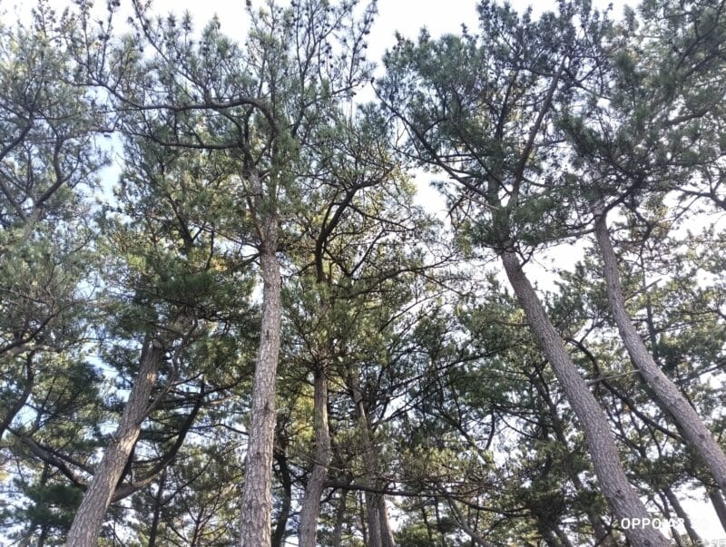 OPPO A3 5G カメラ OPPO A3 5G カメラで撮影した風景写真