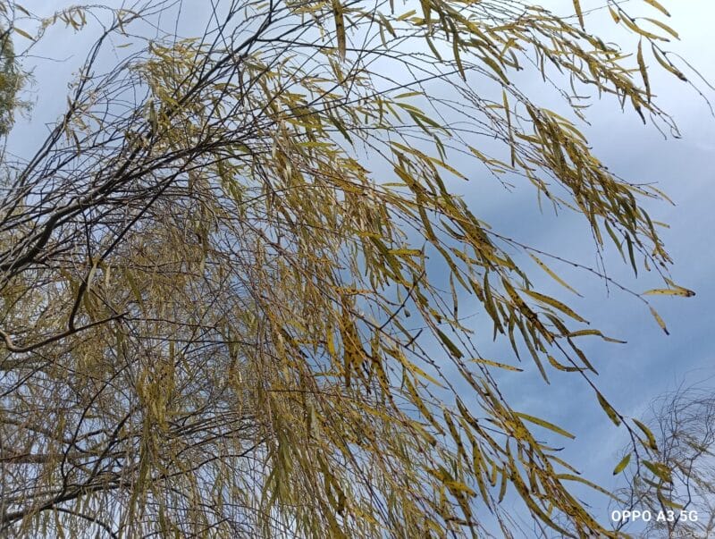 OPPO A3 5G カメラOPPO A3 5G カメラで撮影した風景写真