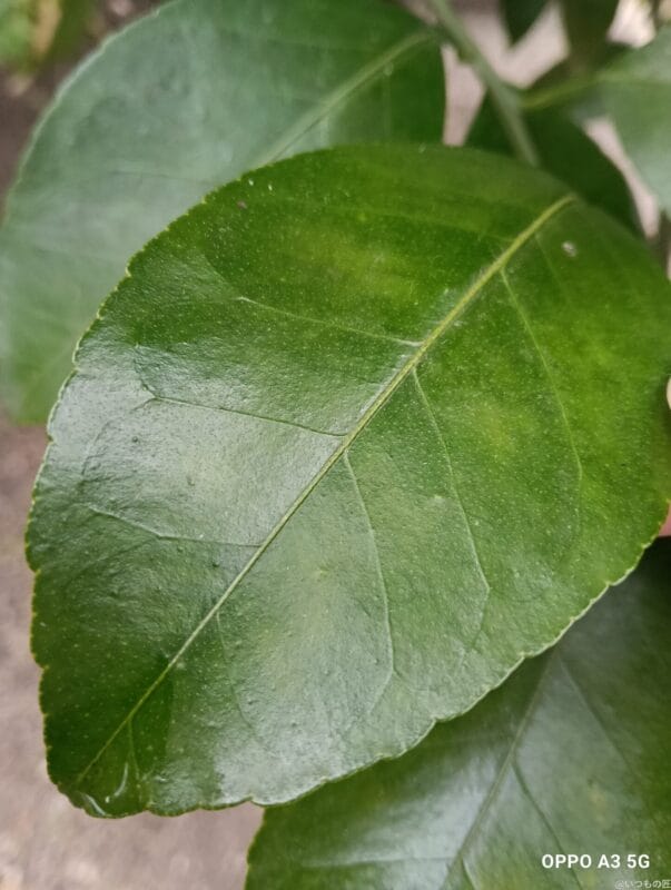 OPPO A3 5G レビュー OPPO A3 5Gでマクロ撮影した写真