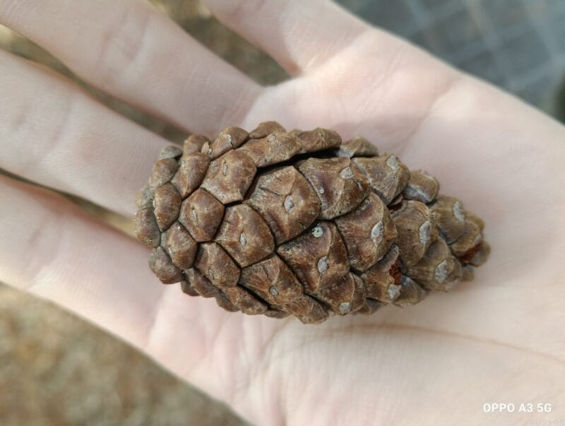 OPPO A3 5G カメラ OPPO A3 5G カメラでマクロ撮影した写真