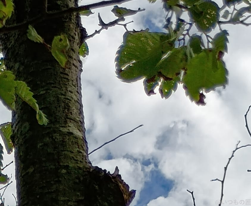 moto g64 5G カメラ moto g64 5G カメラで撮影した風景写真