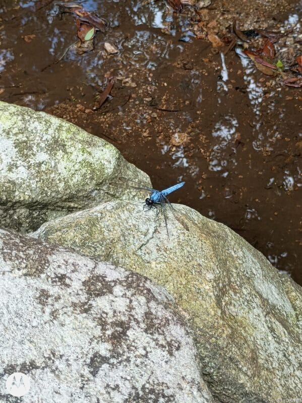 moto g64 5g カメラで撮影した風景写真 | モバイル比較レビュー.jp moto g64 5G カメラ moto g64 5G カメラで撮影した風景写真