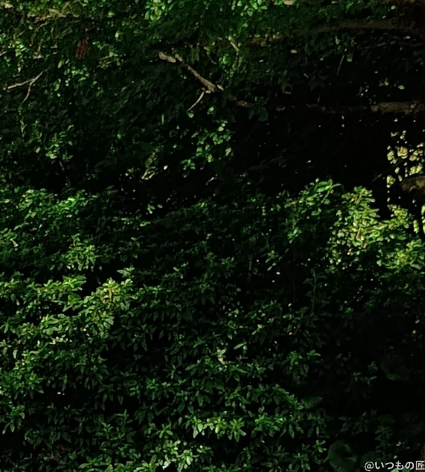 moto g64 5G カメラ moto g64 5G カメラで撮影した風景写真