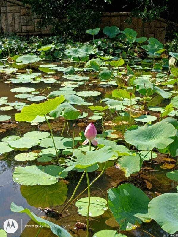 moto g64 5G カメラ moto g64 5G カメラで撮影した風景写真