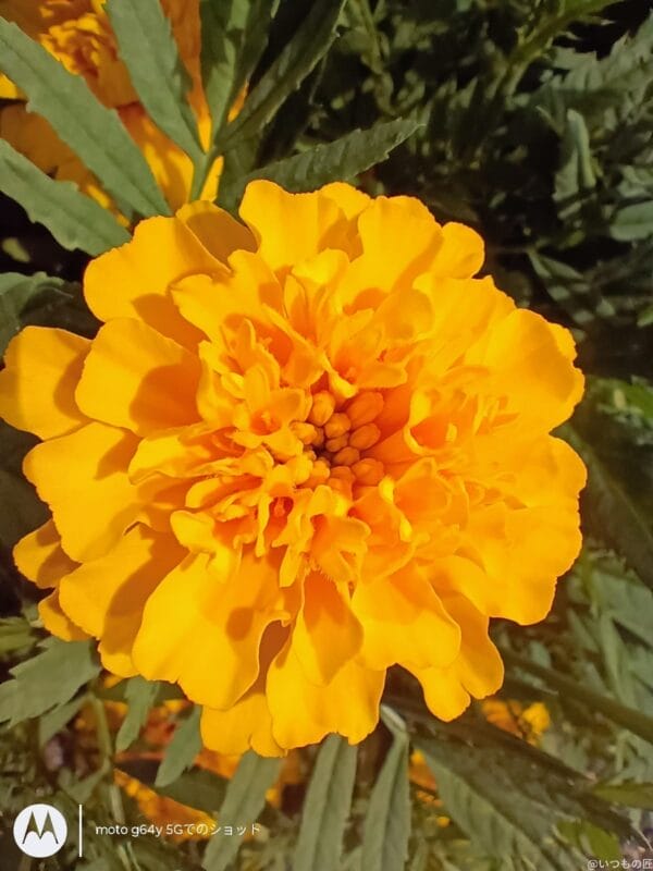 moto g64 5G カメラ moto g64 5G カメラでマクロ撮影した写真