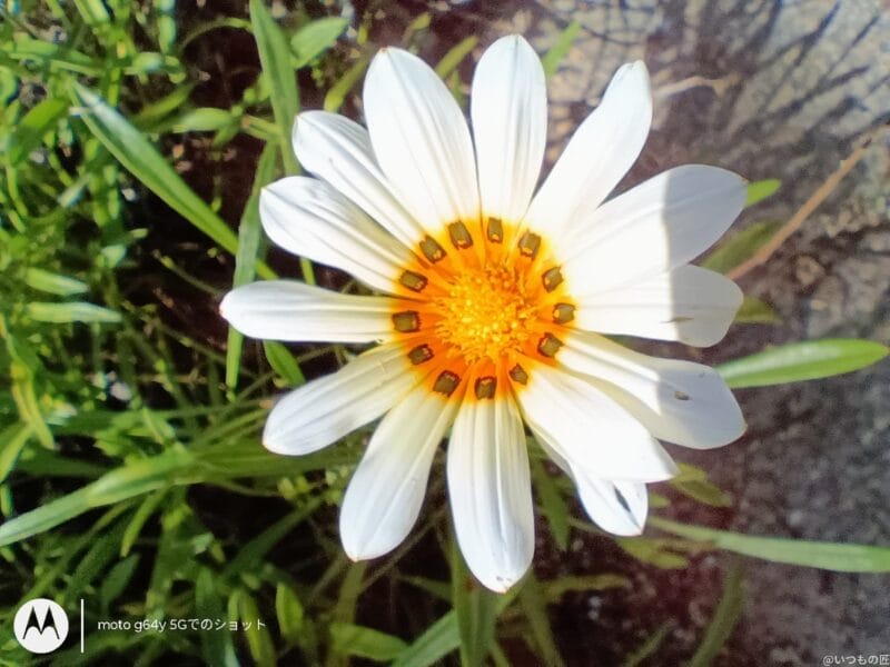 moto g64 5G カメラ moto g64 5G カメラでマクロ撮影した写真