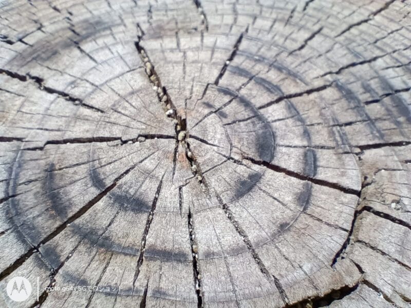 moto g64 5g カメラでマクロ撮影した写真 | モバイル比較レビュー.jp moto g64 5G カメラ
moto g64 5G カメラでマクロ撮影した写真