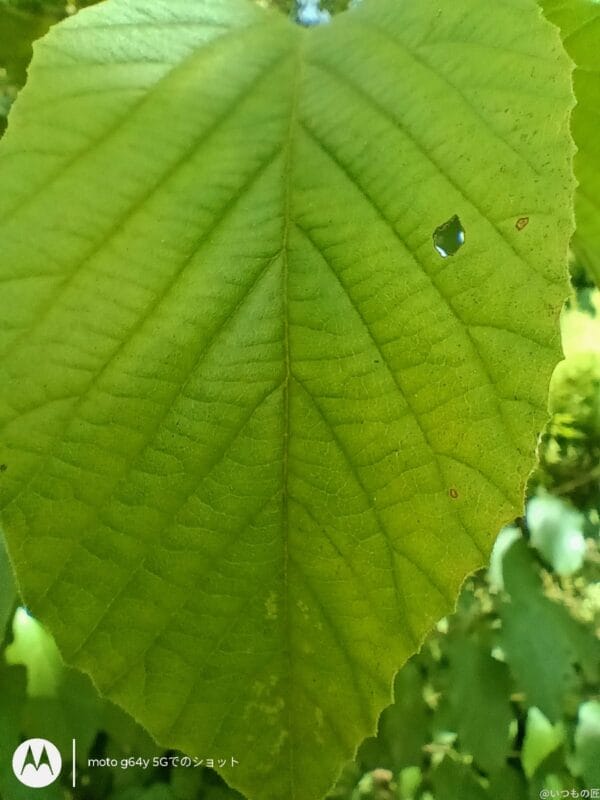 moto g64 5G カメラ moto g64 5G カメラでマクロ撮影した写真