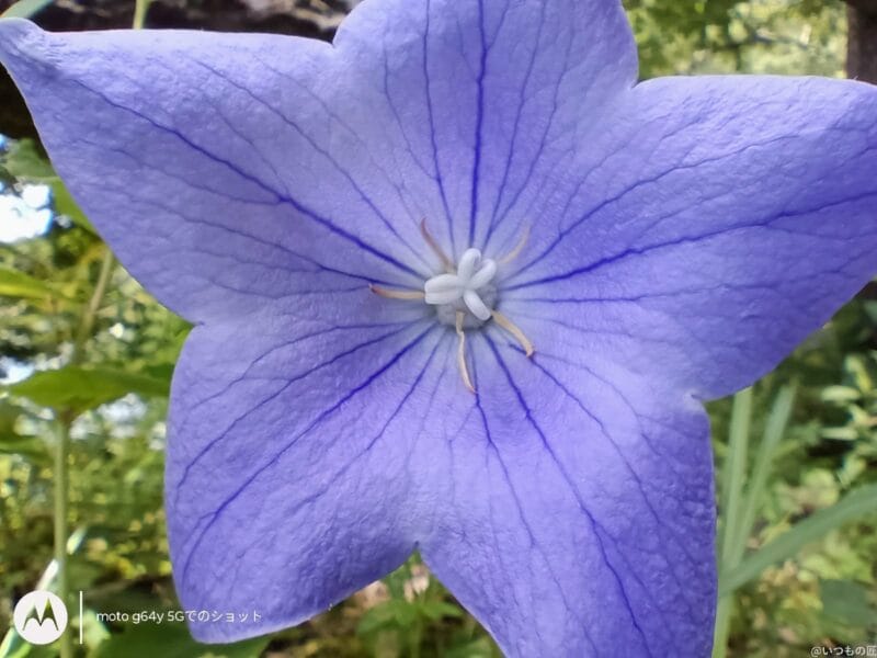 moto g64 5G カメラ moto g64 5G カメラでマクロ撮影した写真