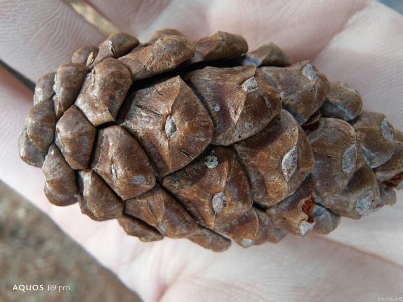 AQUOS R9 pro カメラ AQUOS R9 pro でマクロ撮影した写真