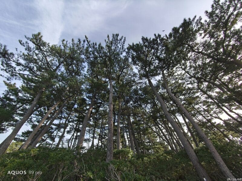AQUOS R9 pro カメラ AQUOS R9 proで撮影した風景写真