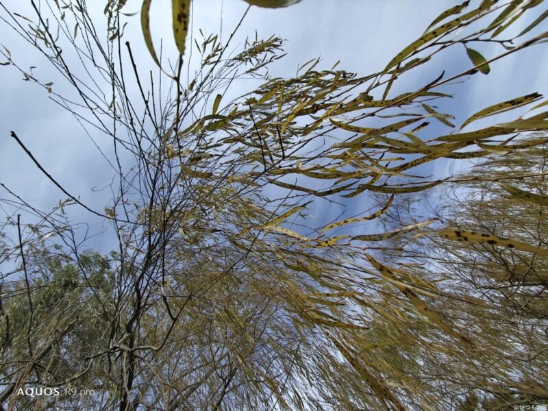 aquos r9 proで撮影した風景写真 | モバイル比較レビュー.jp AQUOS R9 pro カメラ AQUOS R9 proで撮影した風景写真