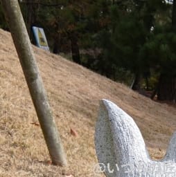 AQUOS R9 pro カメラ AQUOS R9 proのインカメラで撮影した写真