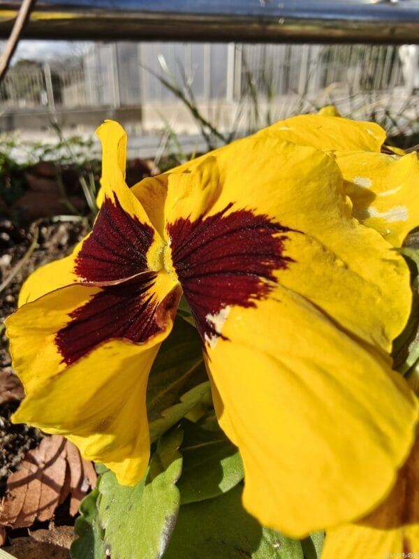 OPPO Find X8 カメラ OPPO Find X8のカメラで撮影したポートレート写真