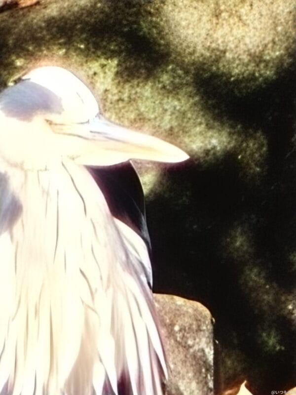 OPPO Find X8 カメラ OPPO Find X8でズーム撮影した写真