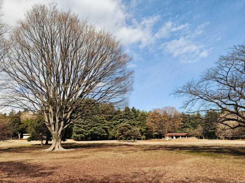 oppo find 8xで写真撮影したポートレート写真 | モバイル比較レビュー.jp OPPO Find 8X カメラ OPPO Find 8Xで写真撮影したポートレート写真