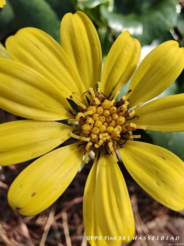 OPPO Find X8 カメラ OPPO Find X8でマクロ撮影した風景写真