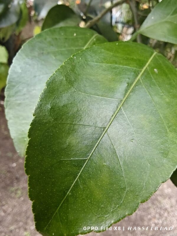 oppo find x8でマクロ撮影した風景写真 | モバイル比較レビュー.jp OPPO Find X8 カメラ OPPO Find X8でマクロ撮影した風景写真