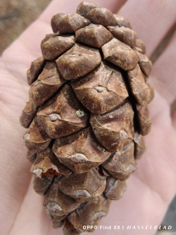 OPPO Find X8 カメラ OPPO Find X8でマクロ撮影した風景写真