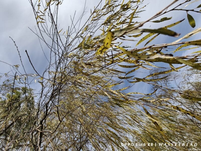 OPPO Find X8 カメラ OPPO Find X8で撮影した風景写真