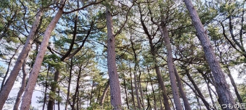 nubia S 5G カメラ nubia S 5G で撮影した風景写真