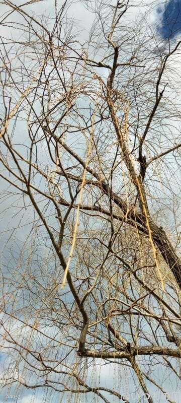 nubia S 5G カメラ nubia S 5G で撮影した風景写真