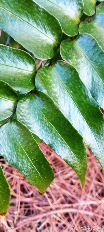 nubia S 5G カメラ nubia S 5G で撮影したマクロ写真