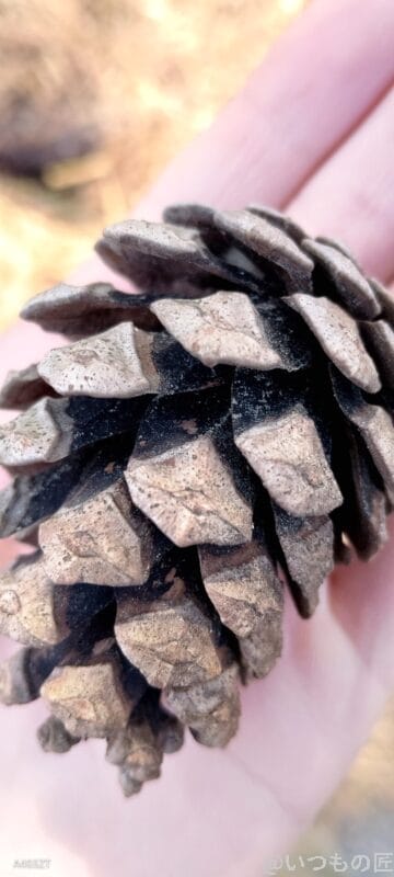 nubia S 5G カメラ nubia S 5G で撮影したマクロ写真