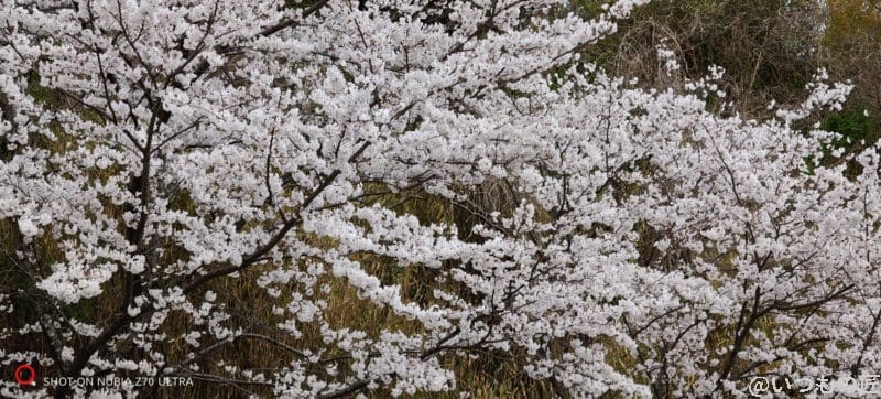 nubia Z70 Ultra 85ｍｍズームで撮影した写真