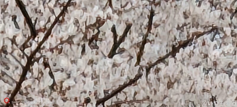 nubia Z70 Ultra 50倍ズームで撮影した写真