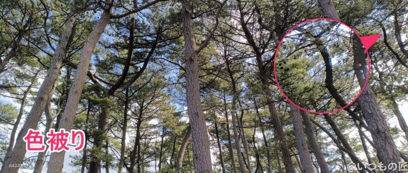 nubia flip 2で撮影した風景写真 | モバイル比較レビュー.jp nubia Flip 2 レビュー nubia Flip 2で撮影した風景写真