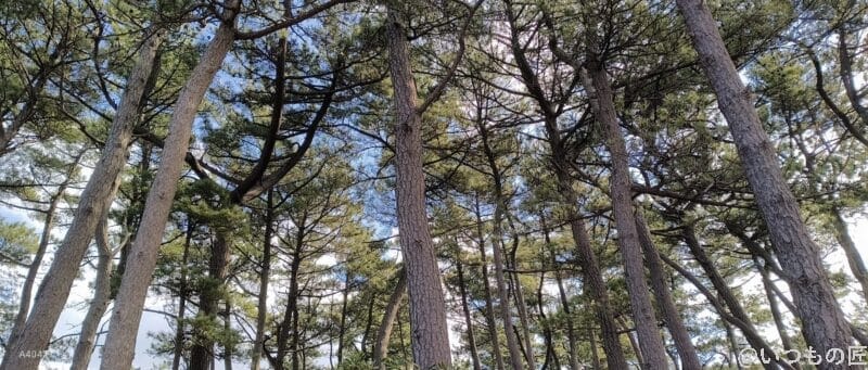 nubia Flip 2 カメラ nubia Flip 2 カメラで撮影した風景写真