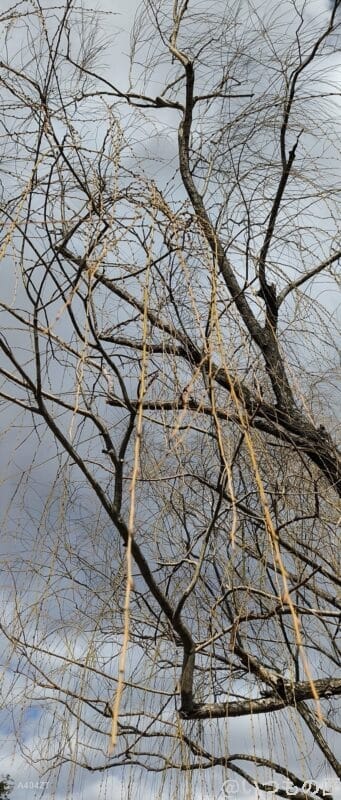 nubia Flip 2 カメラ nubia Flip 2 カメラで撮影した風景写真