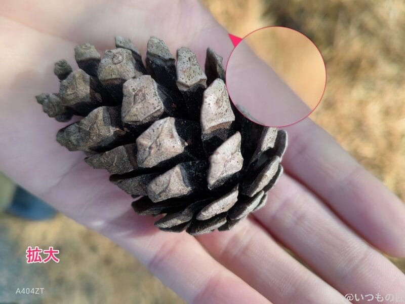 nubia Flip 2 カメラ nubia Flip 2でマクロ撮影した写真