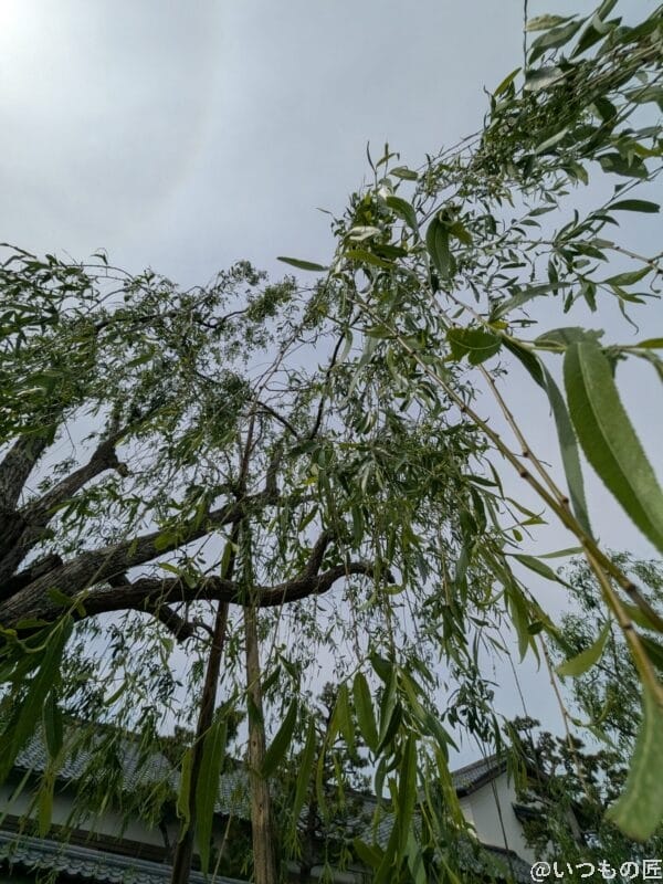 google pixel 9aで撮影した風景写真 | モバイル比較レビュー.jp Google Pixel 9a カメラ Google Pixel 9aで撮影した風景写真