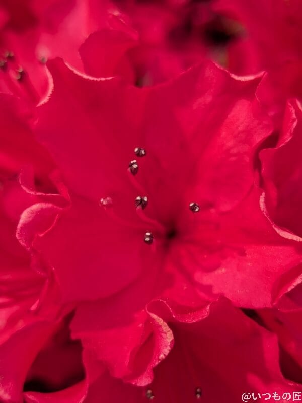 google pixel 9aでマクロ撮影した写真 | モバイル比較レビュー.jp Google Pixel 9a カメラ Google Pixel 9aでマクロ撮影した写真