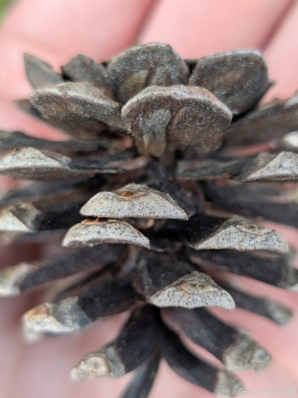 google pixel 9aでマクロ撮影した風景写真 | モバイル比較レビュー.jp Google Pixel 9a カメラ Google Pixel 9aでマクロ撮影した風景写真