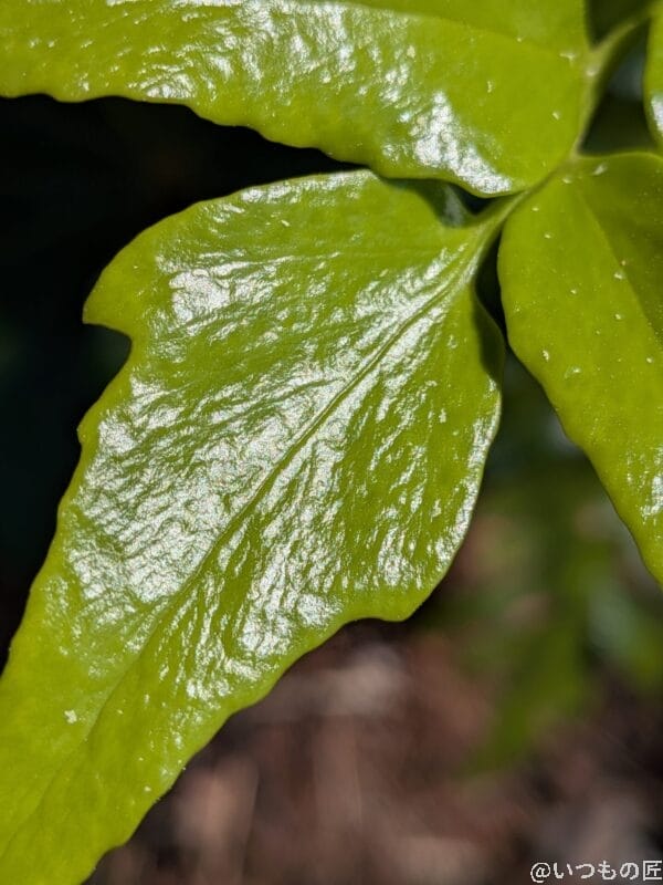 google pixel 9aでマクロ撮影した写真 | モバイル比較レビュー.jp Google Pixel 9a カメラ Google Pixel 9aでマクロ撮影した写真