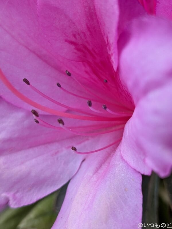 google pixel 9aでマクロ撮影した写真 | モバイル比較レビュー.jp Google Pixel 9a カメラ Google Pixel 9aでマクロ撮影した写真