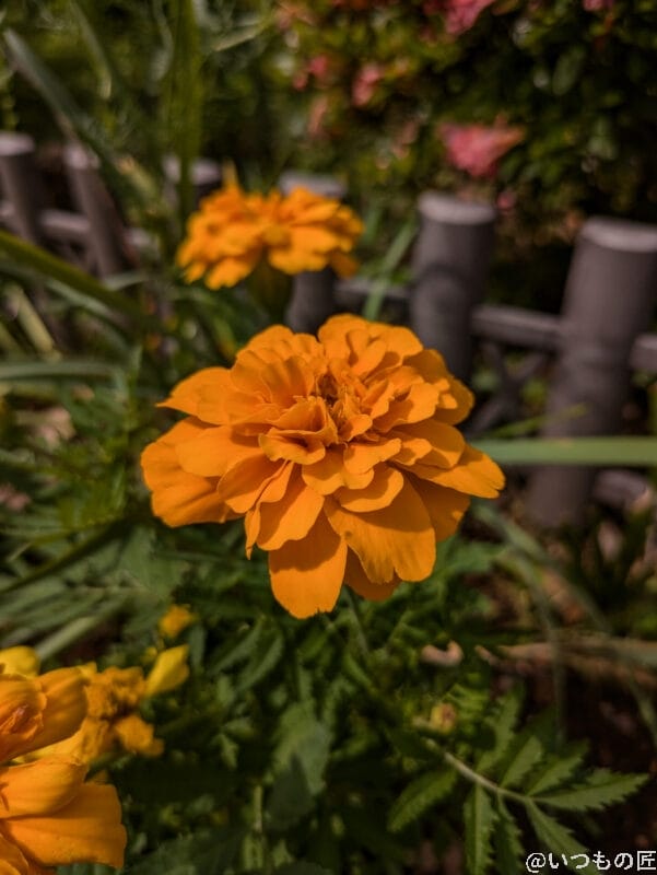 google pixel 8aで撮影した風景写真 | モバイル比較レビュー.jp Google Pixel 9a カメラ Google Pixel 8aで撮影した風景写真