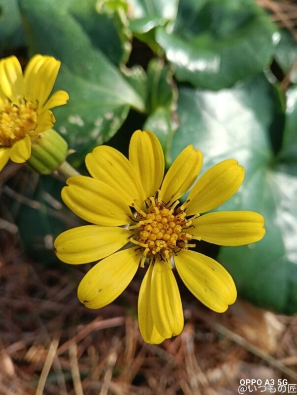 Galaxy A25 5G カメラ OPPO A3 5Gでマクロ撮影した写真