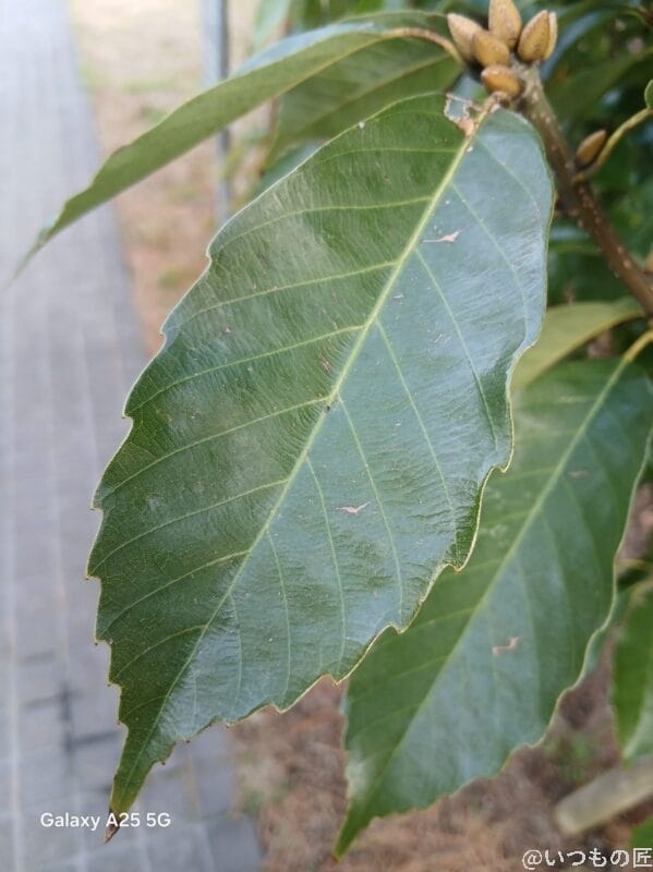 Galaxy A25 5G カメラ 葉をマクロ撮影した写真