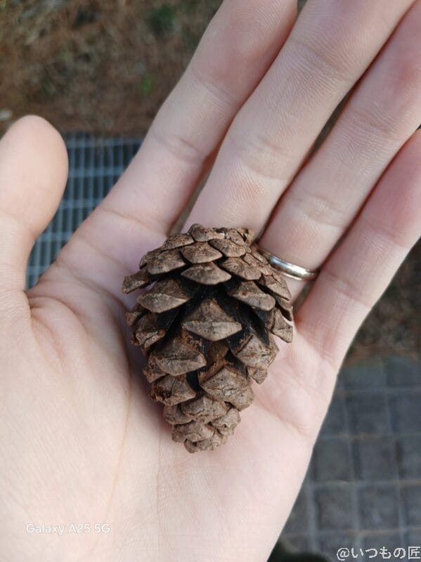 Galaxy A25 5G カメラ 手のひらの上の松ぼっくりをマクロ撮影した写真